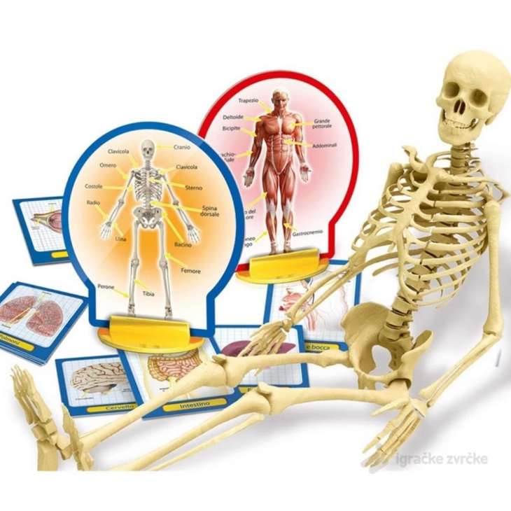 mali-genije-otkrijte-ljudsko-telo-skelet